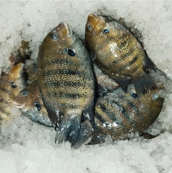 KARIMEEN (കരിമീന്‍) 1 Kg