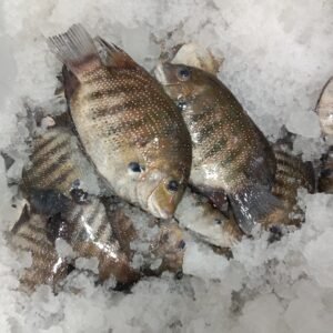 KARIMEEN (കരിമീന്‍)