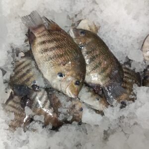 KARIMEEN (കരിമീന്‍)