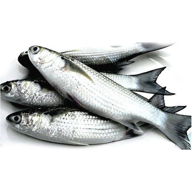 തിരുത 1 Kg